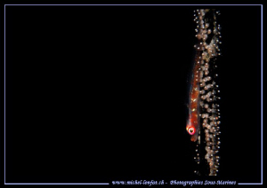 Little Symbiotique Goby on a Wip Coral in Lembeh Strait..... by Michel Lonfat 